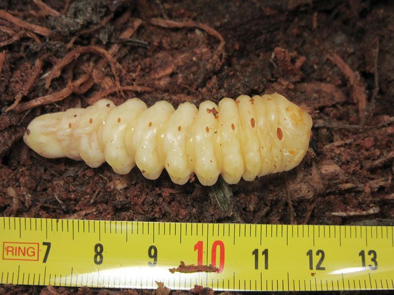larva di Cerambycidae:  cfr.  Aegosoma scabricorne